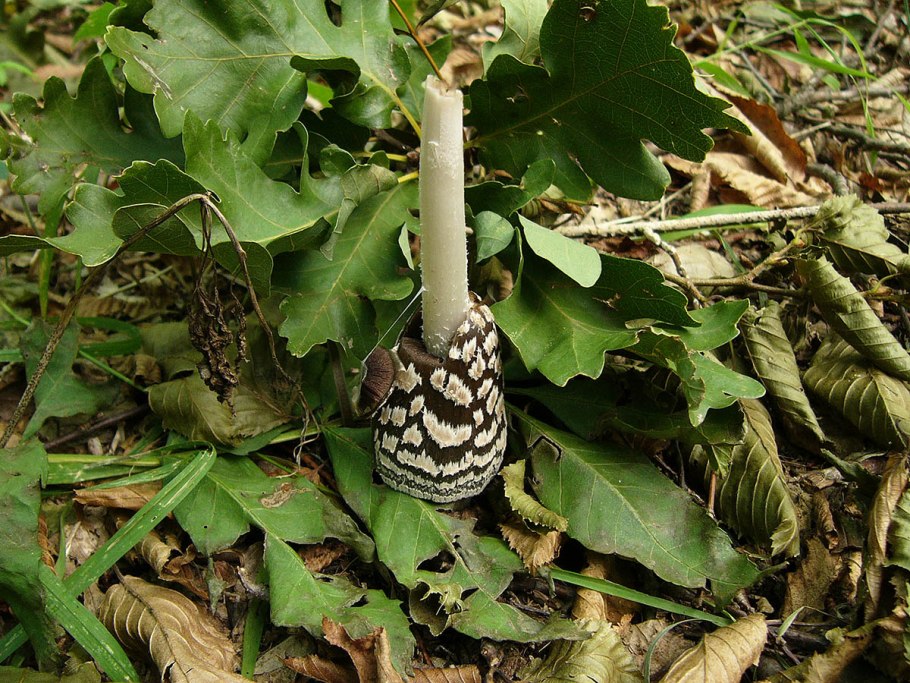 Гриб навозник псило