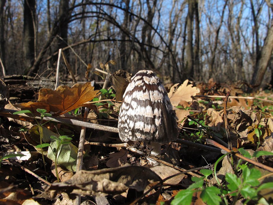 Навозник Сорочий