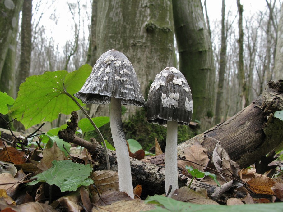 Гриб навозник дятловый