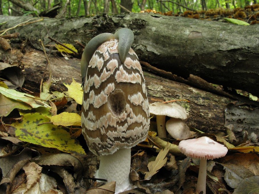 Coprinus picaceus
