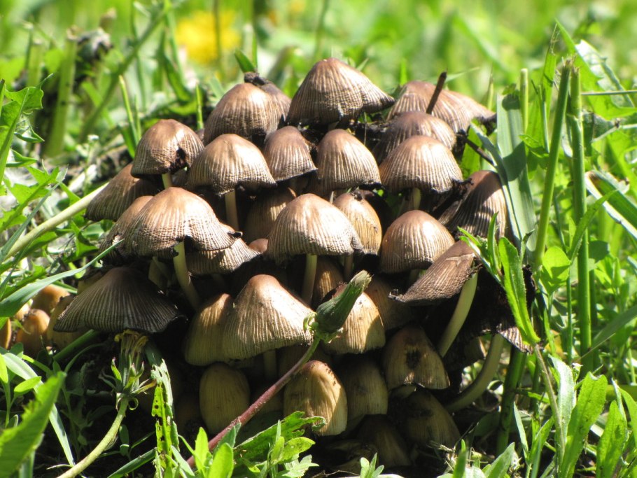 Навозник обыкновенный гриб Вишневский