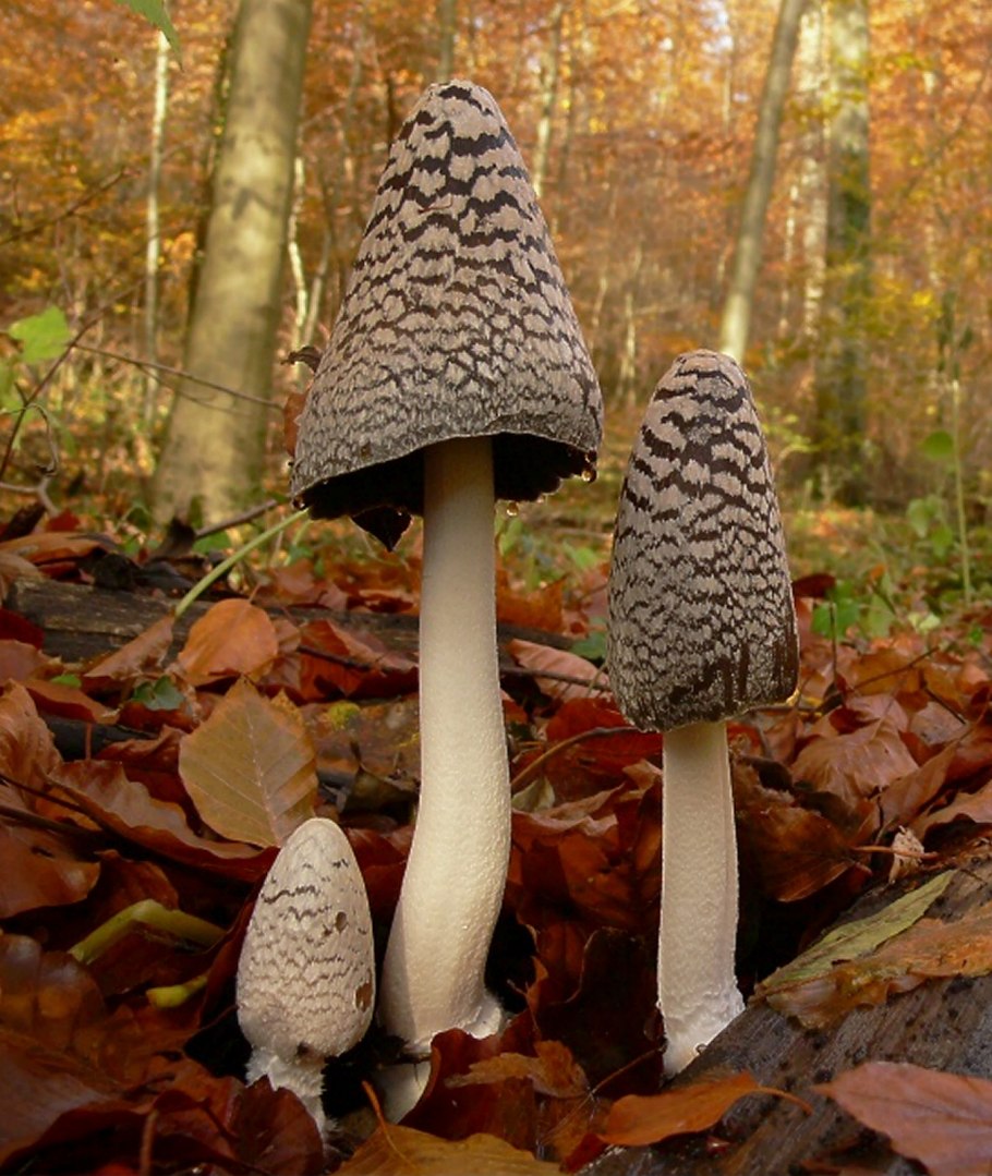 Навозник гриб складчатый