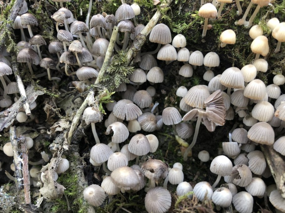 Навозник обыкновенный (Coprinopsis cinerea)