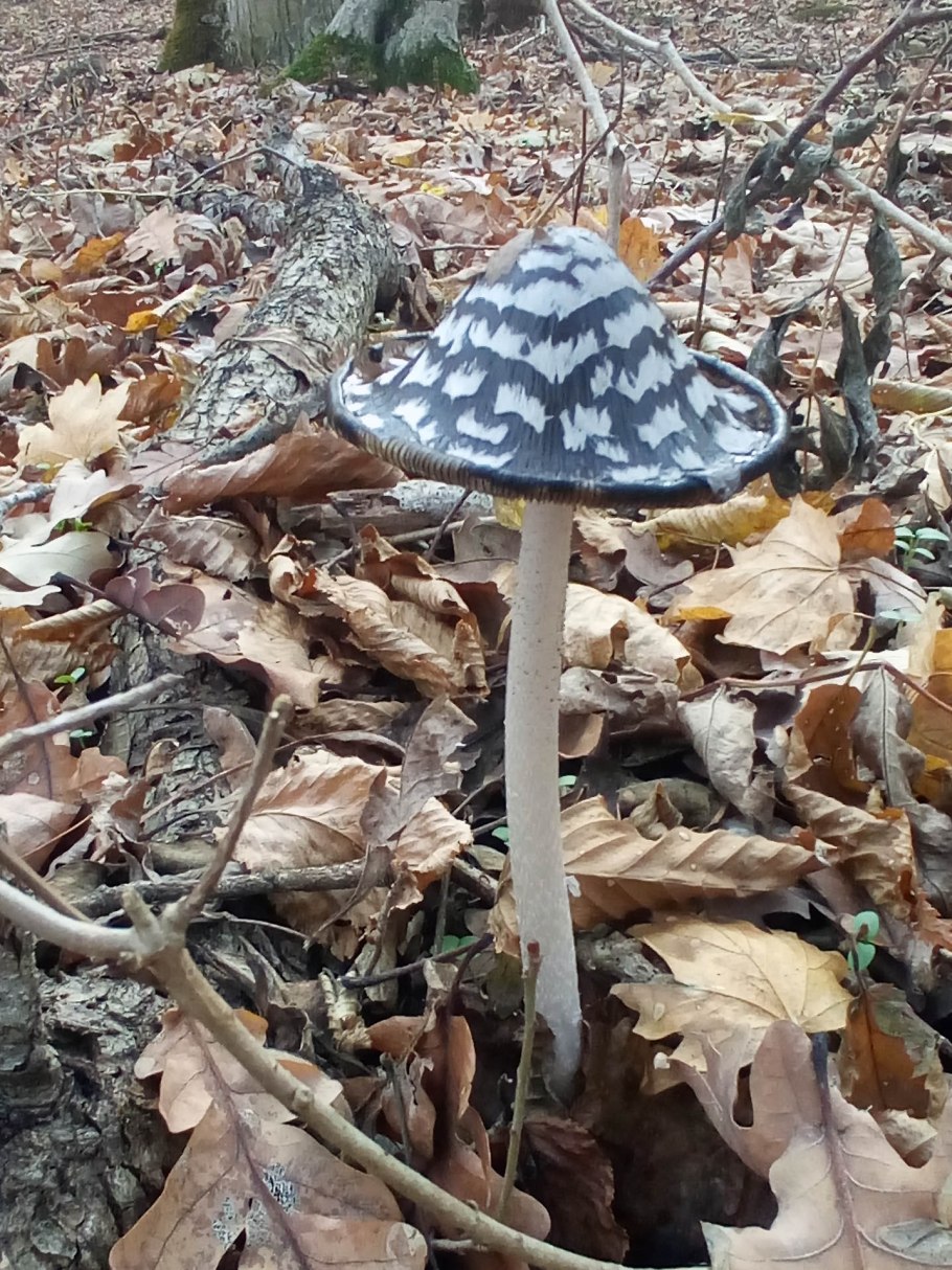 Степные грибы Ставропольского края