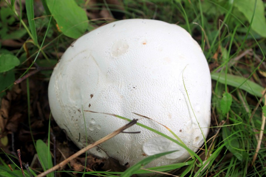 ГОЛОВАЧ продолговатый (Calvatia excipuliformis)