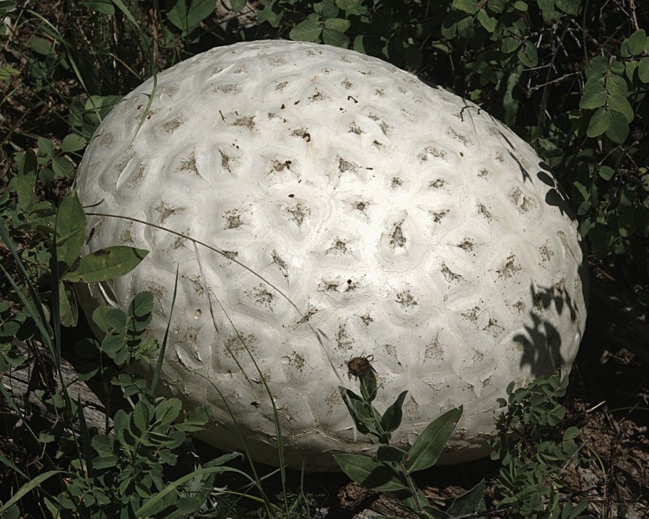 Дождевик грушевидный Lycoperdon pyriforme