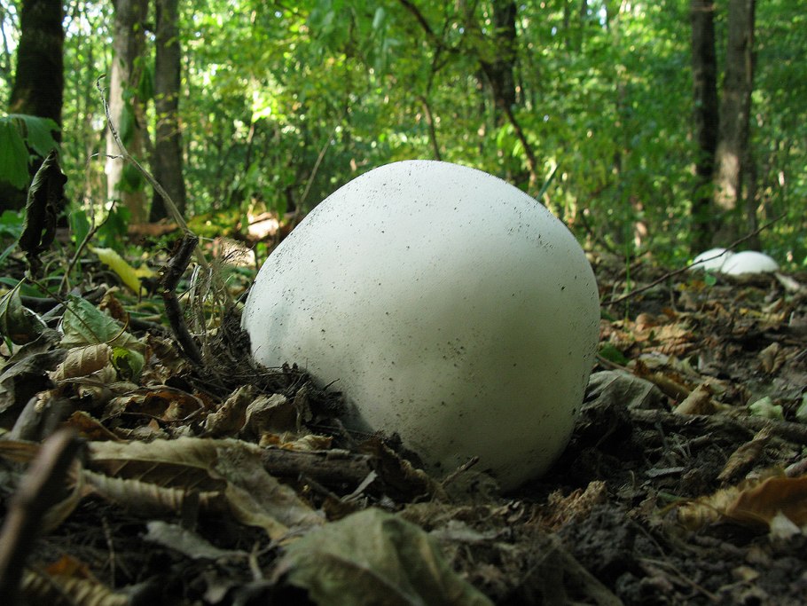 Гриб Calvatia gigantea