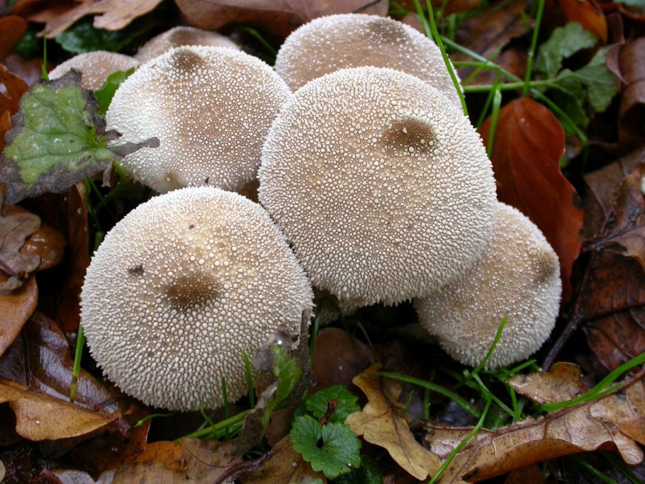 Дождевик шиповатый lycoperdon perlatum