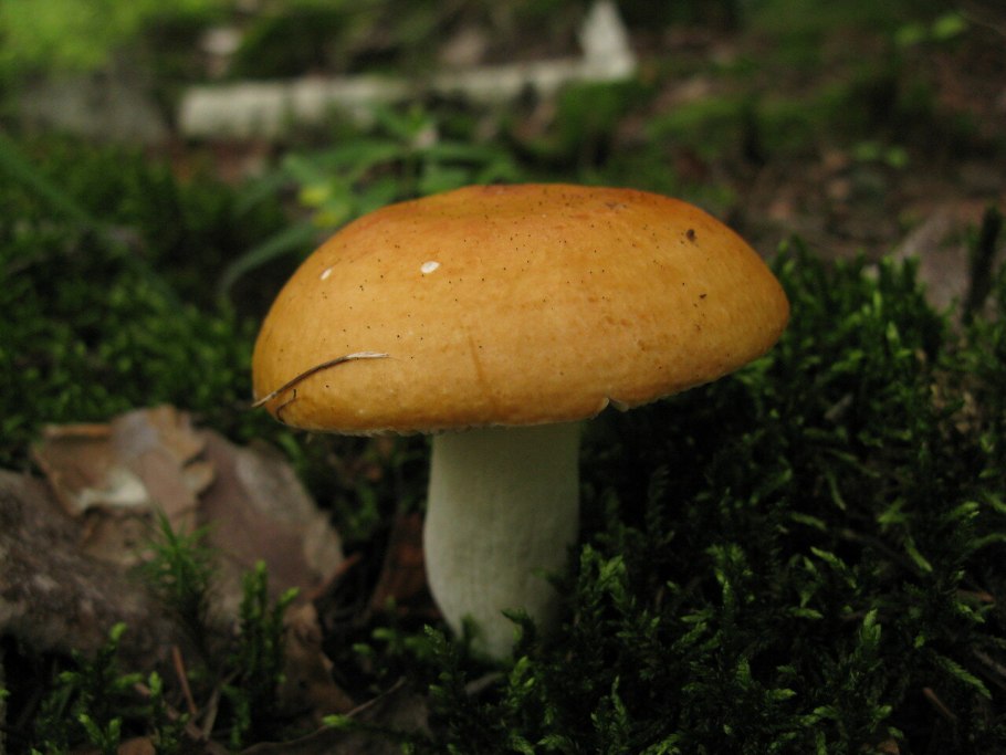 Сыроежка сереющая Russula decolorans