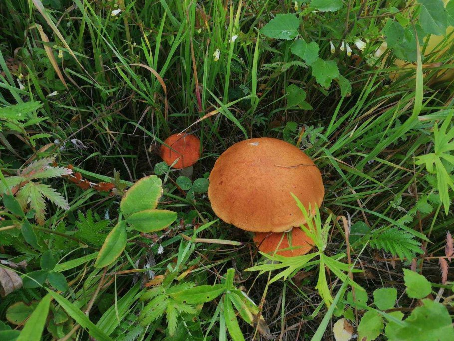 Гриб с оранжевой шляпкой