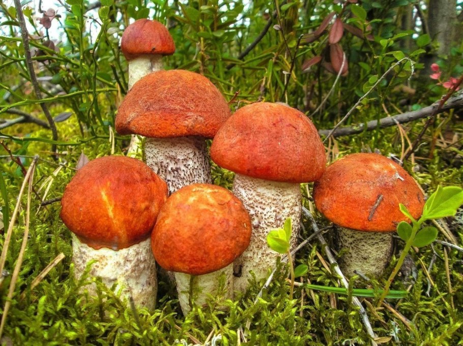 Осенний грибы с красной шляпкой