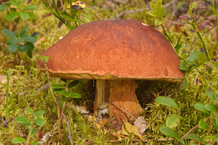 Сыроежка сереющая Russula decolorans
