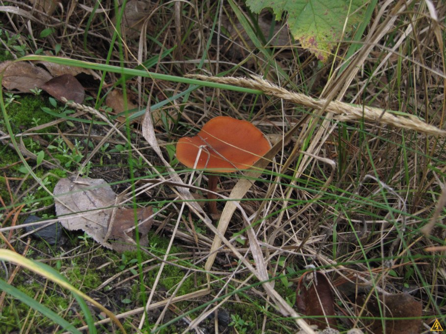 Губчатые грибы