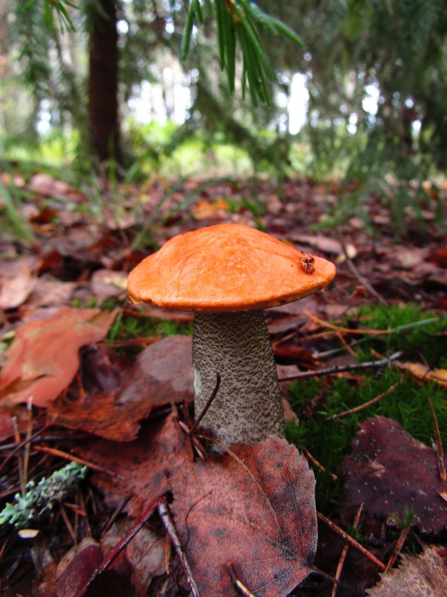 Желтая поганка