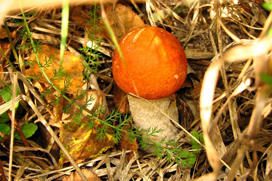 Петяярви грибы