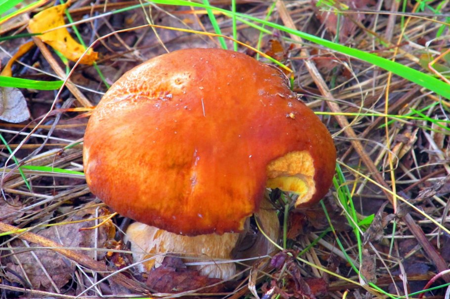 Болет Королевский гриб
