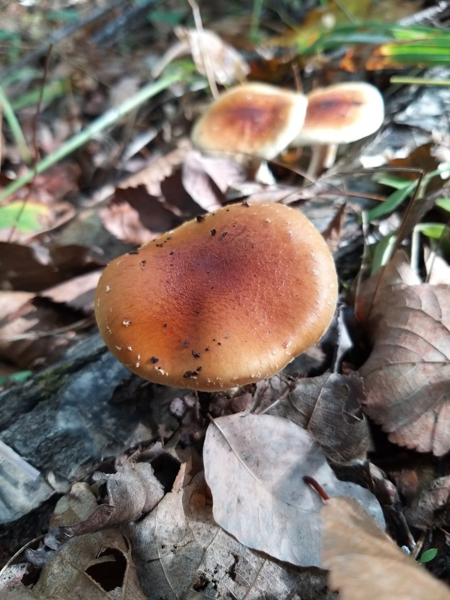 Лесные грибы в октябре