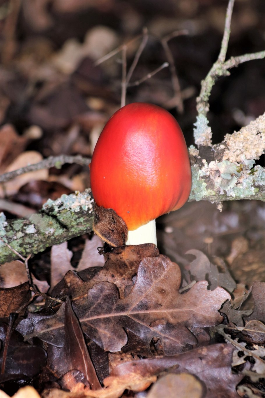 Оранжевый белый гриб