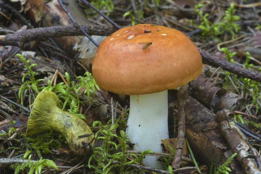 Боровые рыжики другая шляпка