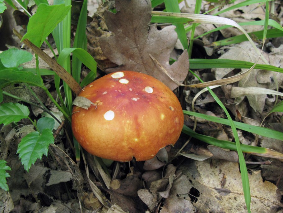 Гриб с красной шляпкой