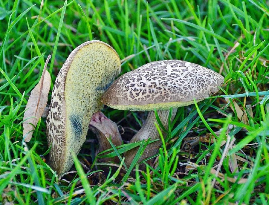 Подосиновик серый обабок Leccinum duriusculum