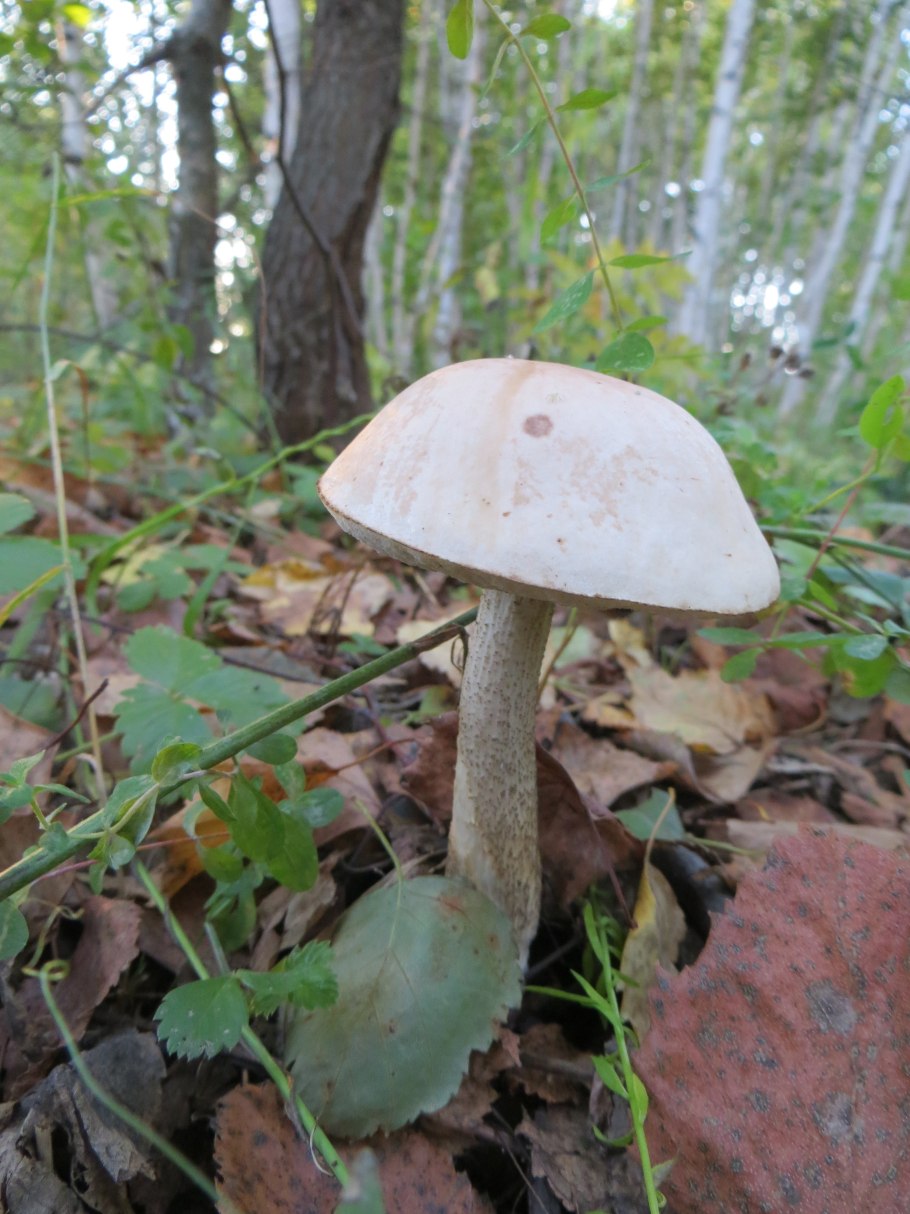 Подберезовик белый