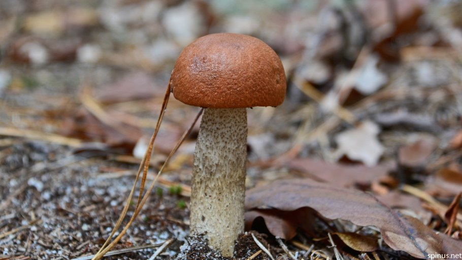 Семейство грибов