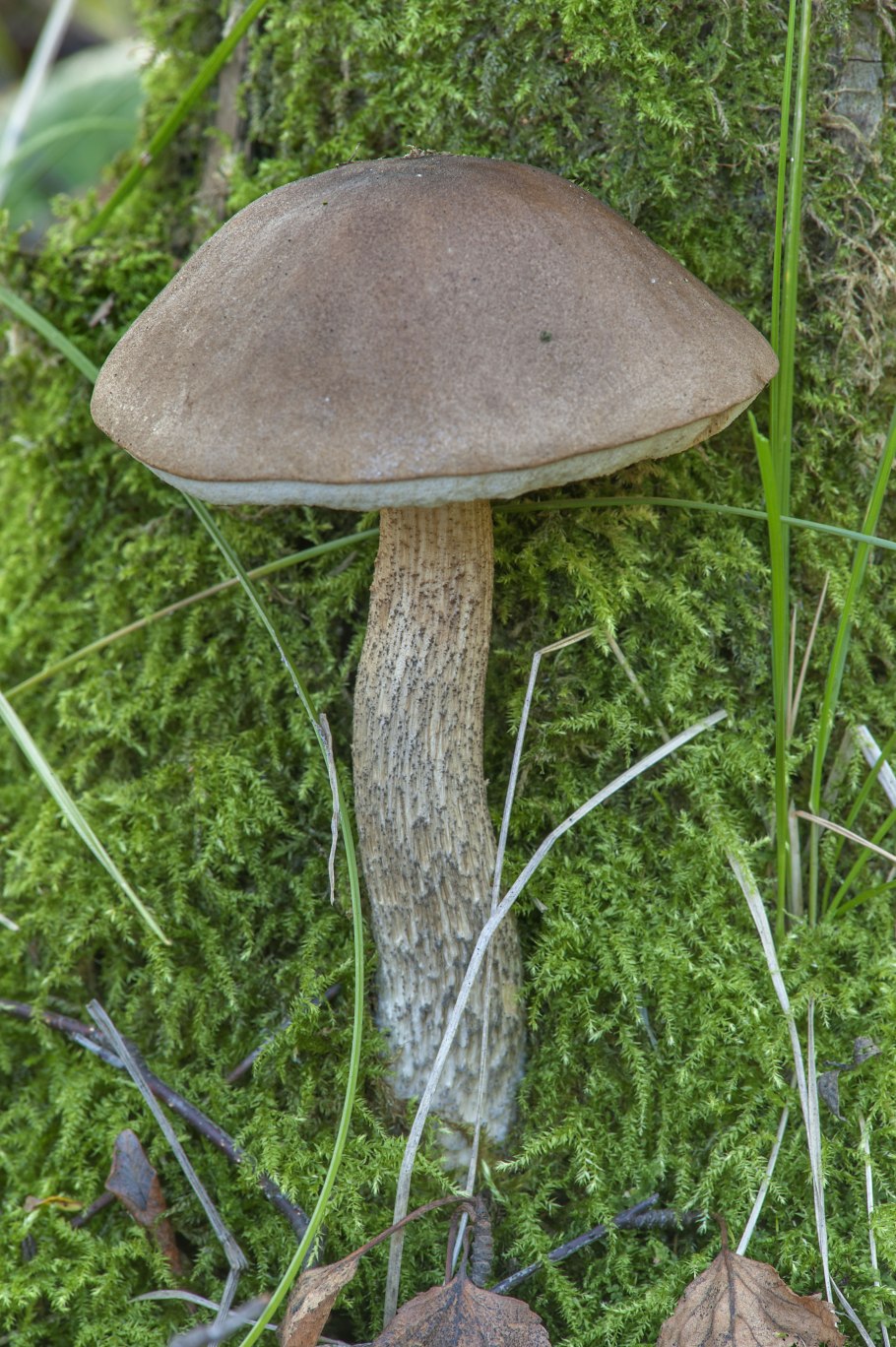 Подберезовик обыкновенный