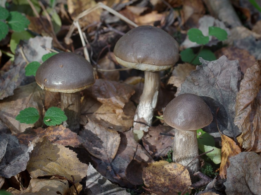 Обабок гриб великан