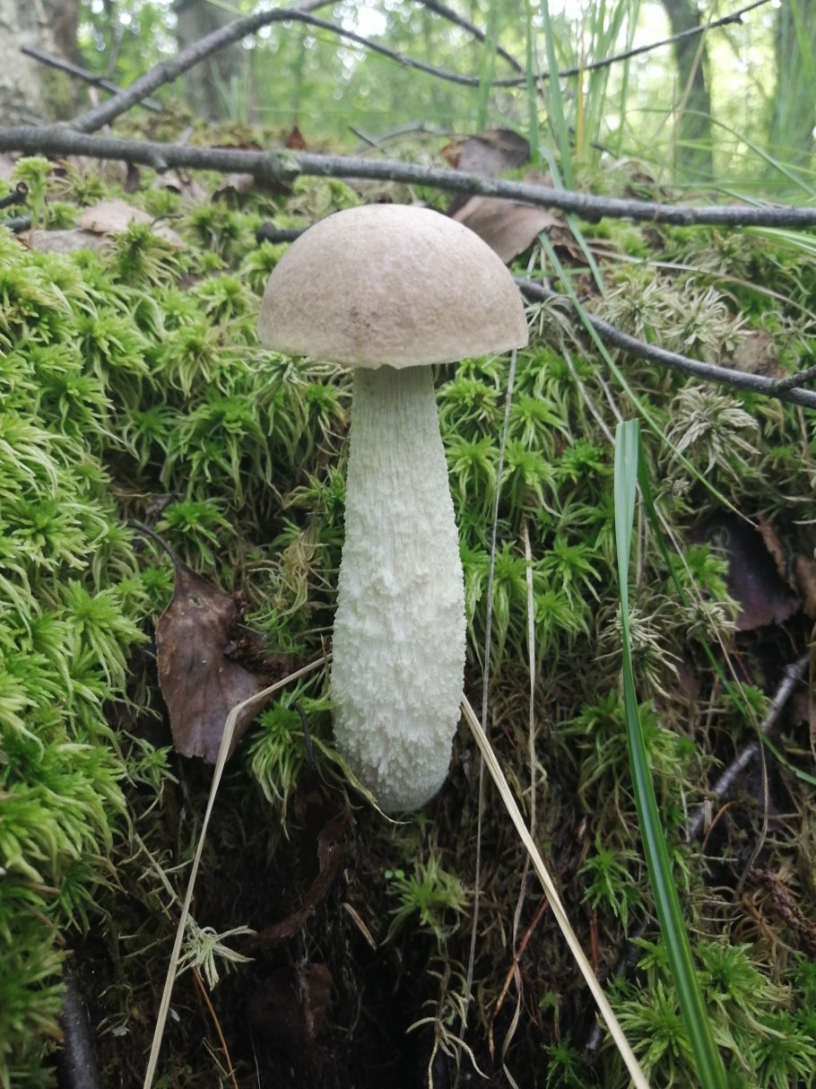 Подберезовик твердоватый