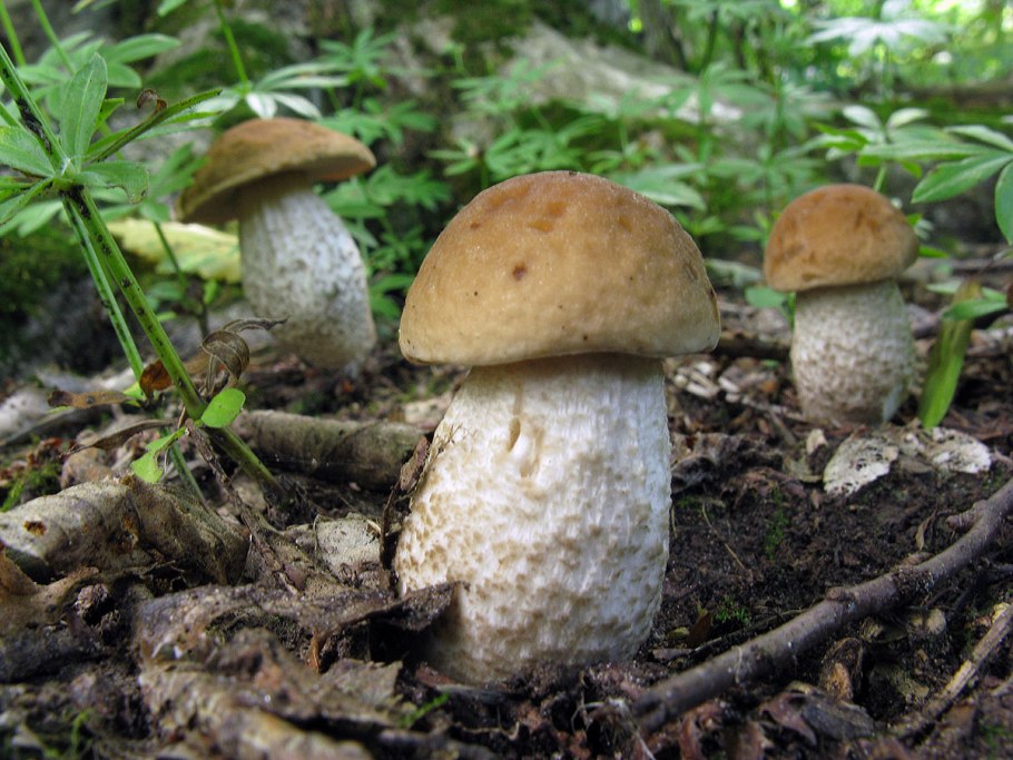 Подберезовик Грабовик