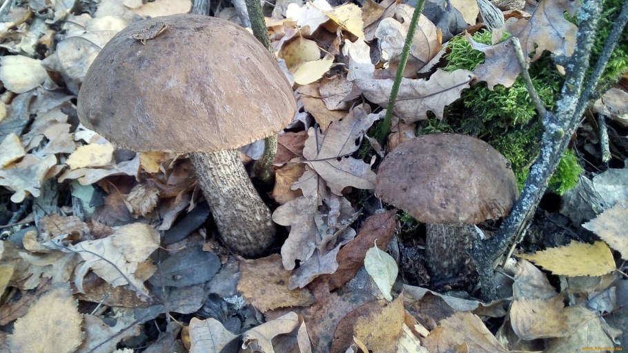 Березовик розовеющий