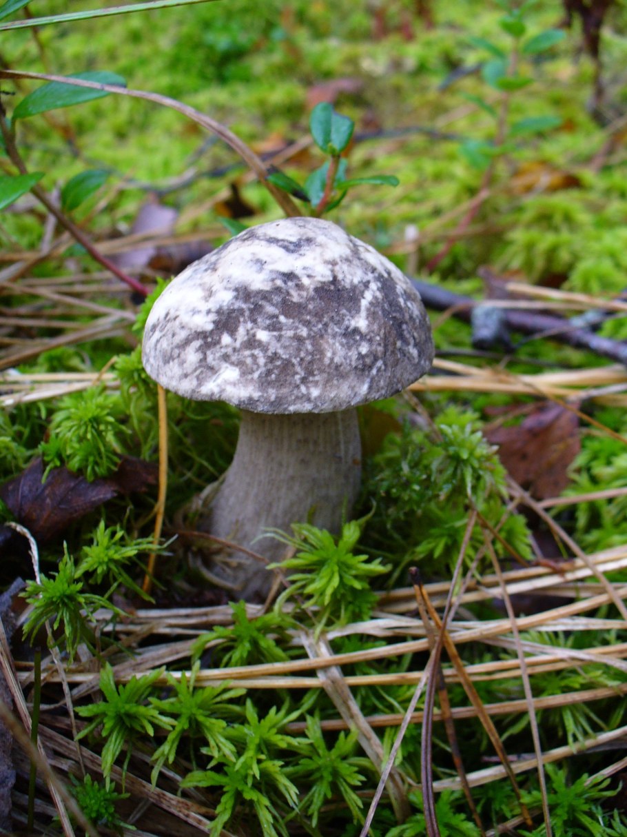 Грабовик гриб