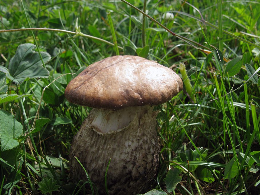 Leccinum Carpini
