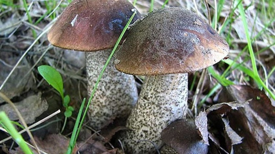 Подберезовик обыкновенный