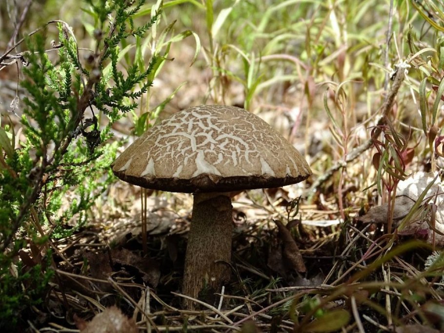 Подберёзовик разноцветный Leccinum variicolor