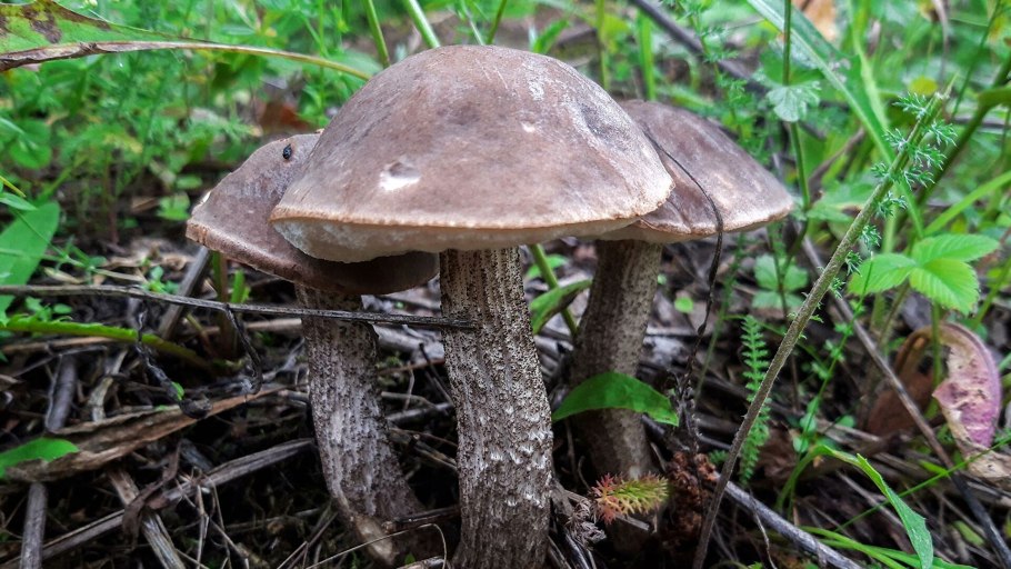 Подберёзовик серый (грабовик)