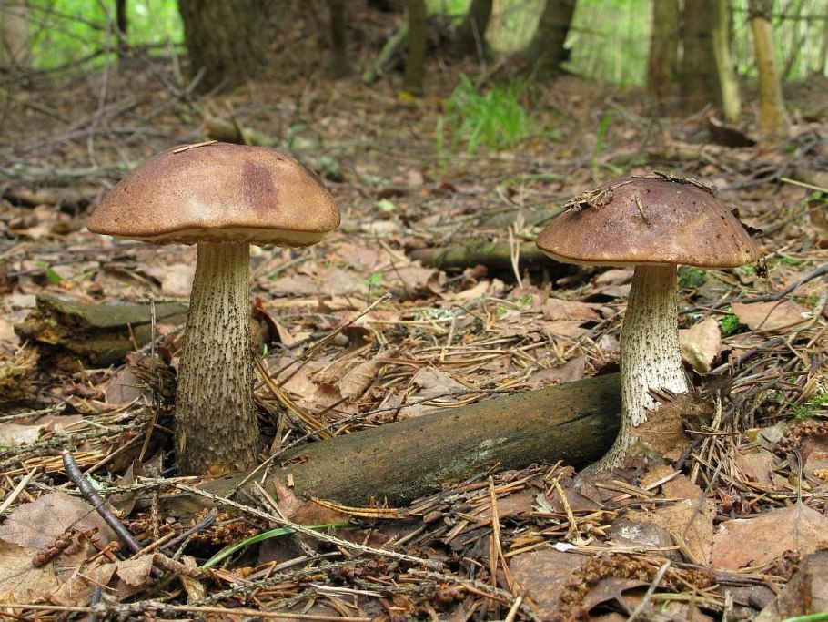 Подберёзовик серый (Грабовик)