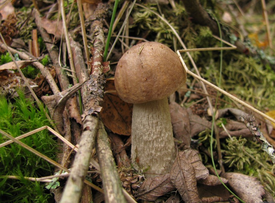 Подберёзовик разноцветный