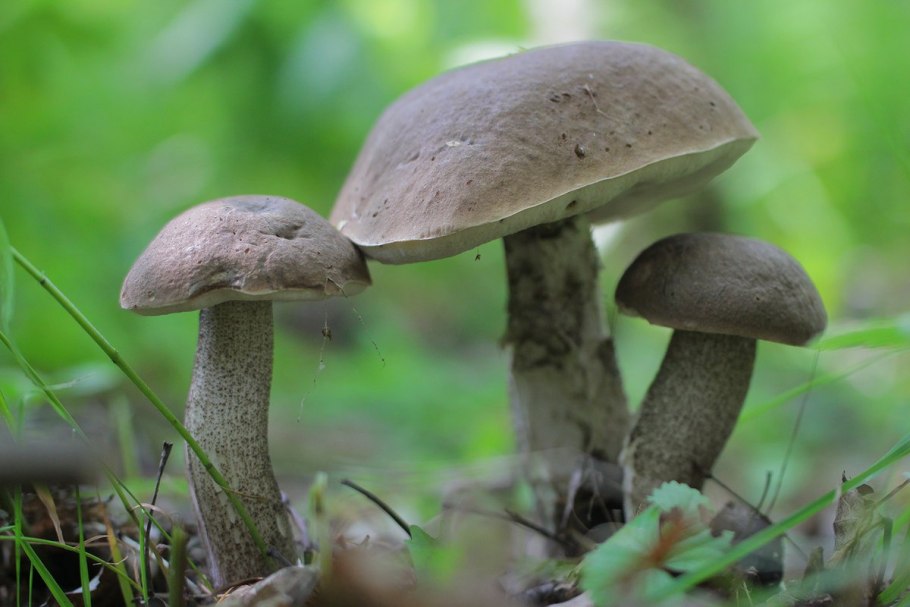 Подберезовик Приморский край