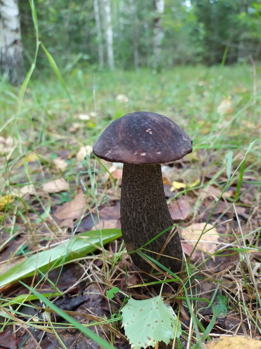 Плановые грибы