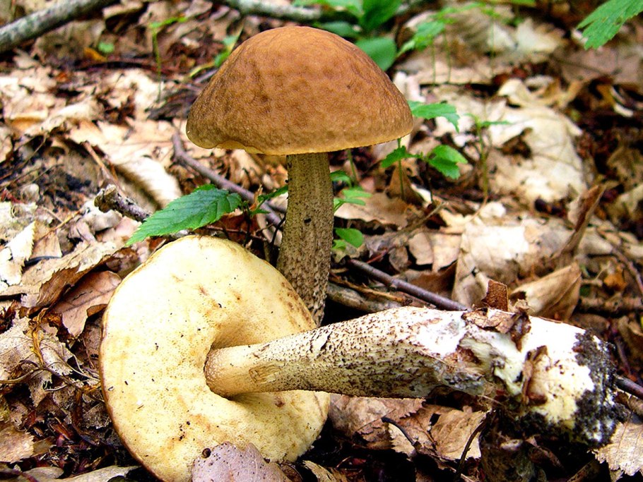 Подберезовик черноголовик ложный