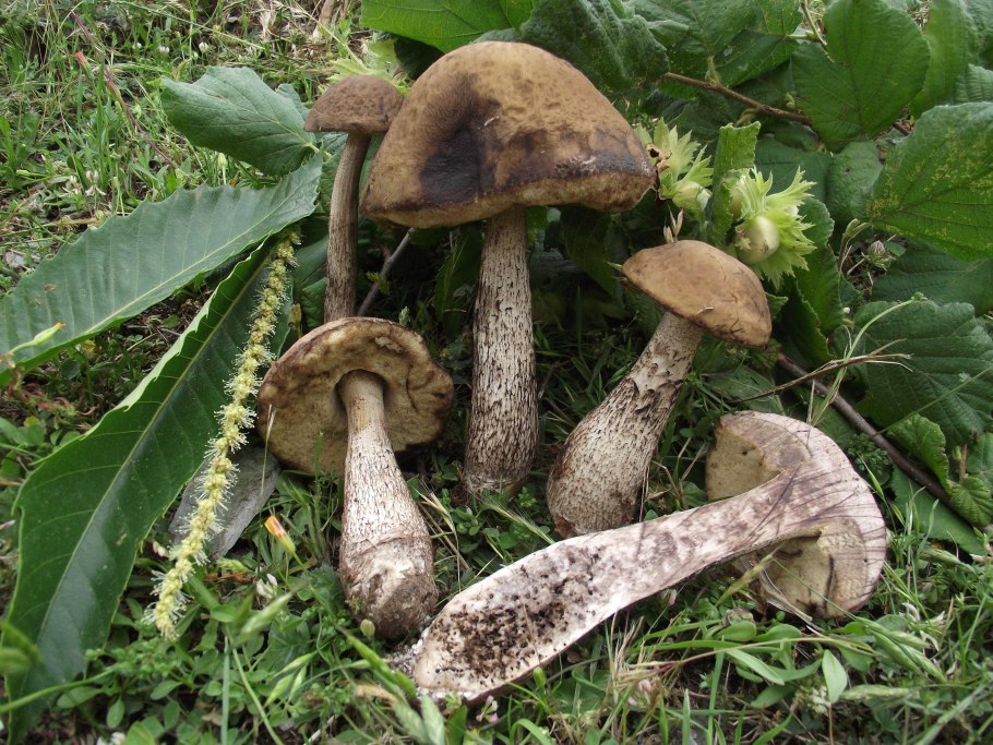 Грабовик синеющий