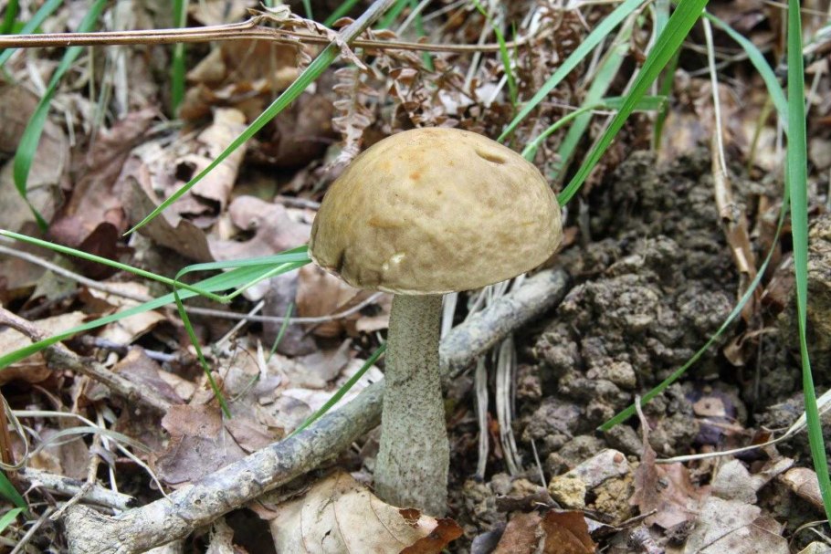 Черноголовик гриб ложный