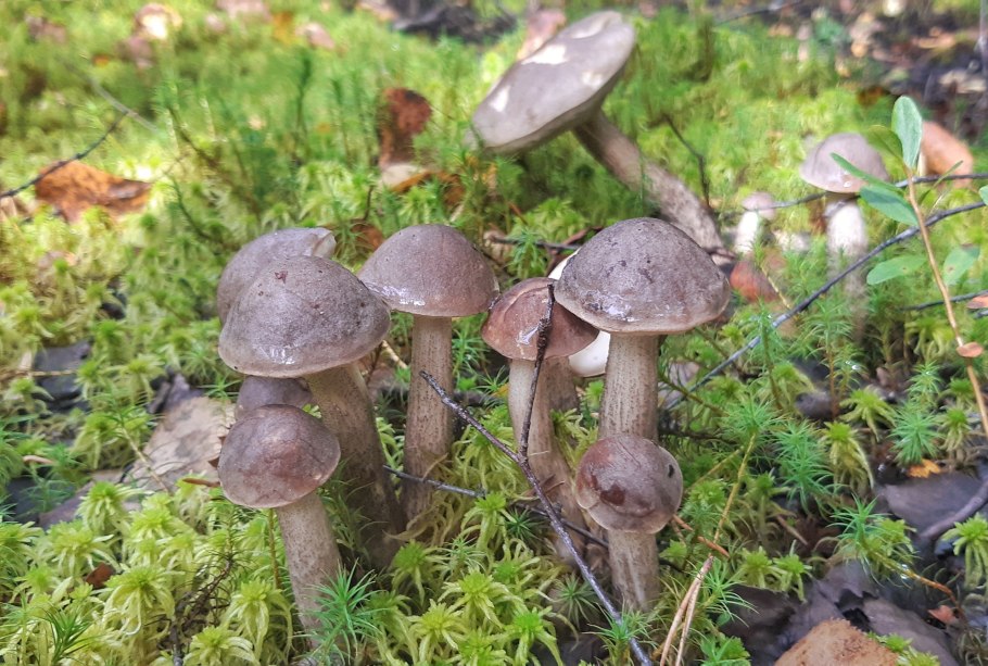 Мраморный подберезовик