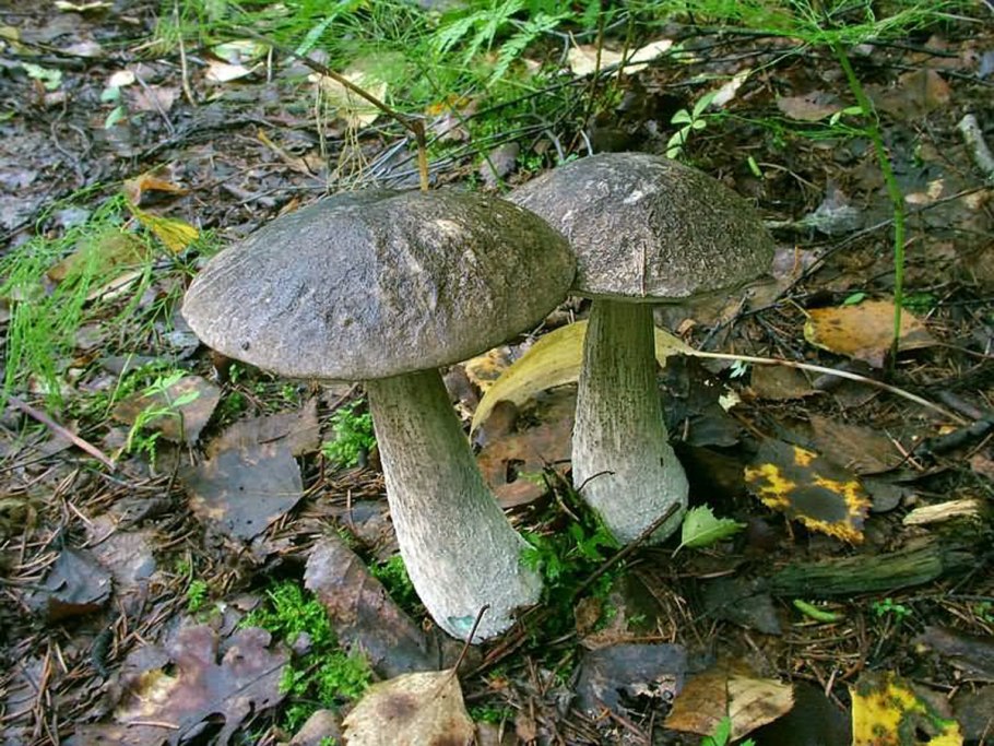 Обабок гриб великан