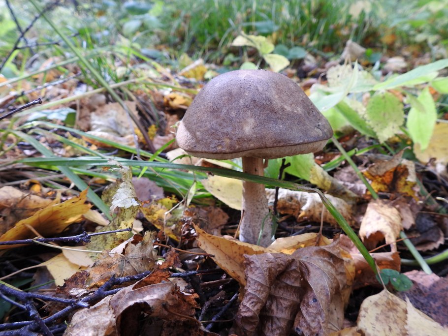 Подберезовик болотный ложный