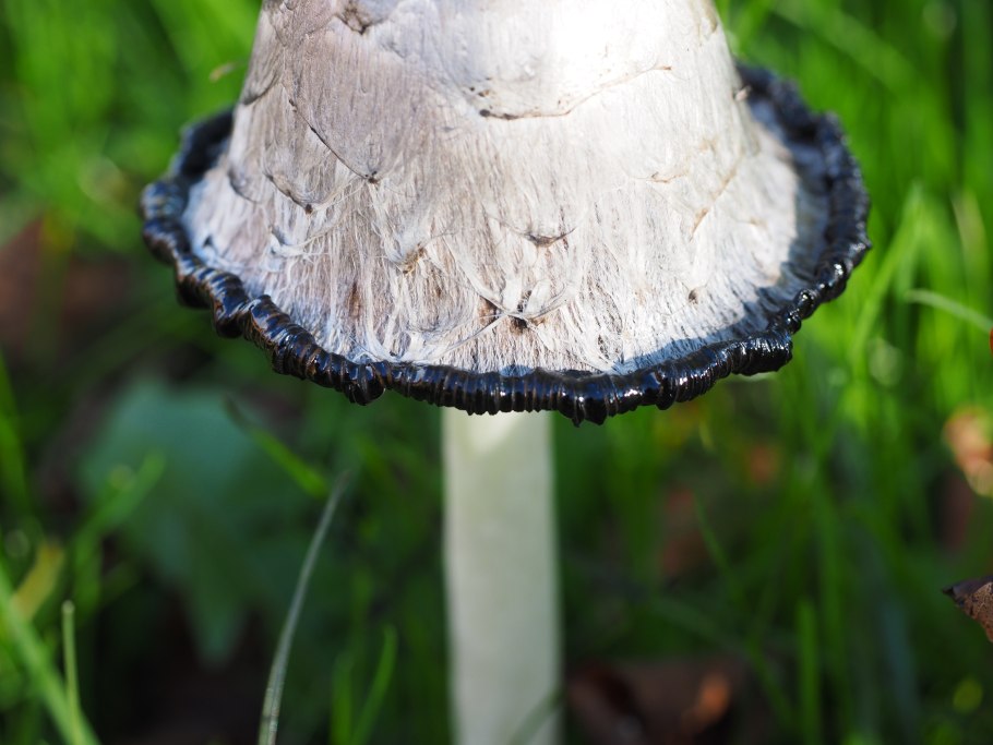 Coprinus comatus гриб