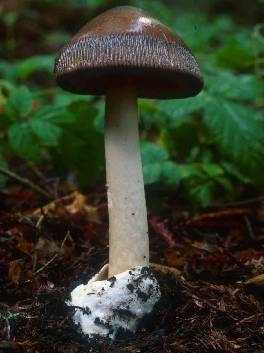 Поплавок чёрный (Amanita pachycolea)
