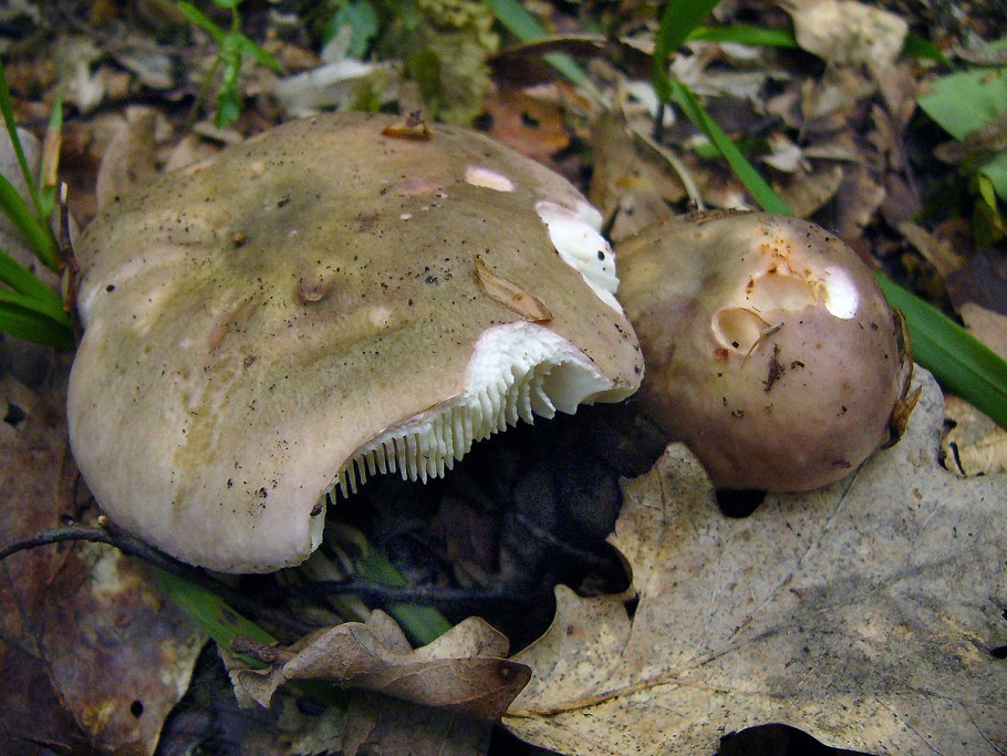 Гриб russula cyanoxantha